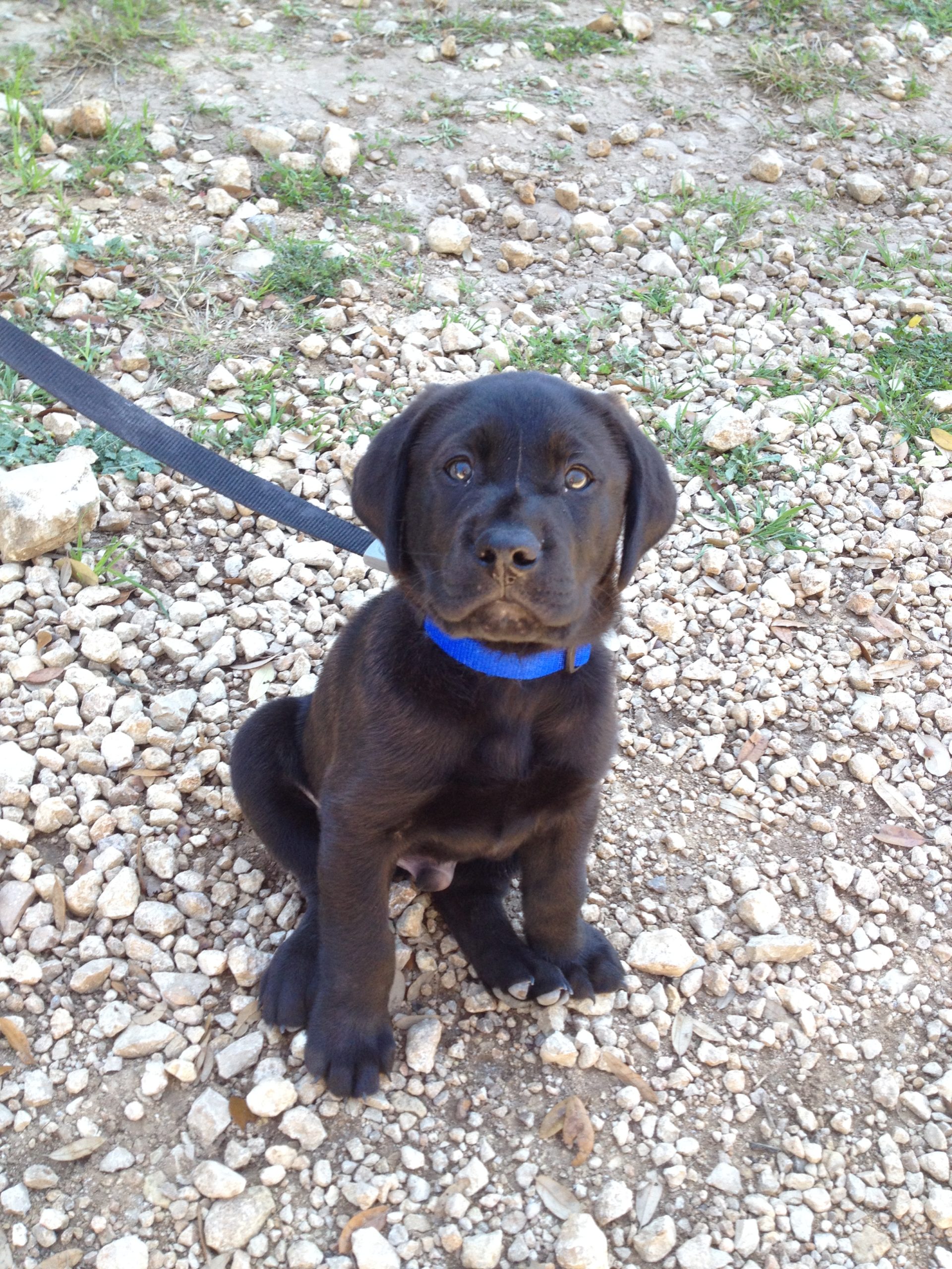 Pal of the month, Sam, when he was just a puppy - sitting on gravel.