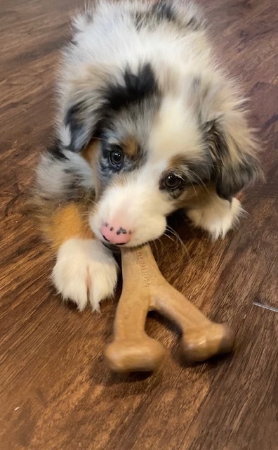 Whiskey: January Pal of the Month - as a puppy chewing a dog bone toy