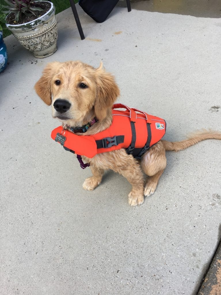 Sadie: April Pal Of The Month - as a puppy sitting wearing a bright orange swim vest