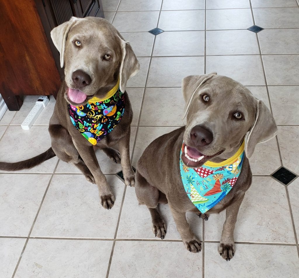 Luna & Titan: June Palz Of The Month - as puppies sitting on the litchen floor with colorful bandanas around their necks