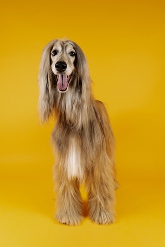 long hair dog grooming at PawHootz