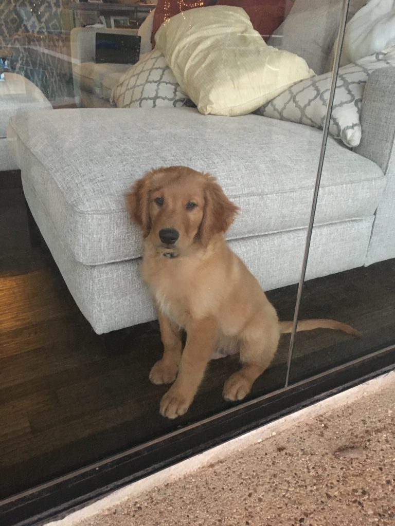 Loki: September Pal of the Month - as a puppy sitting and looking through a glass wall.