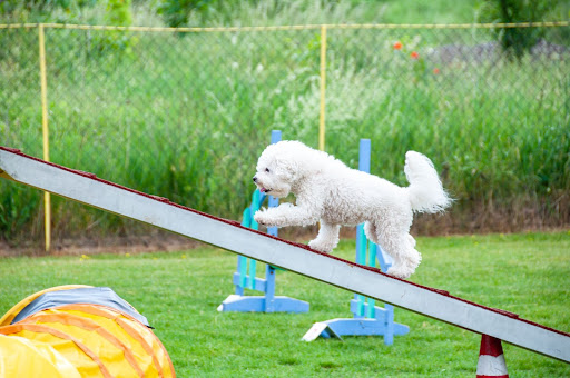 Dog completing enrichment by completing an obstacle course