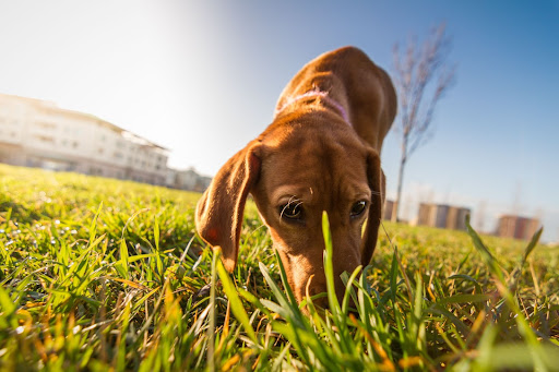 mental stimulation - dog sniffing grass