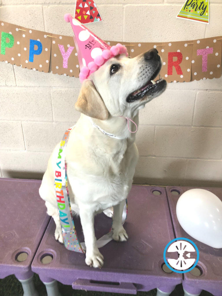 Nala: January Pal Of The Month - celebrating her birthday at PawHootz doggy day care