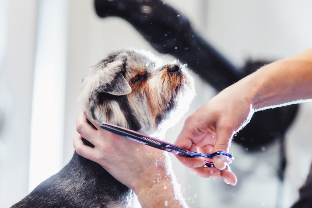 fear free grooming techniques - relaxed dog getting groomed