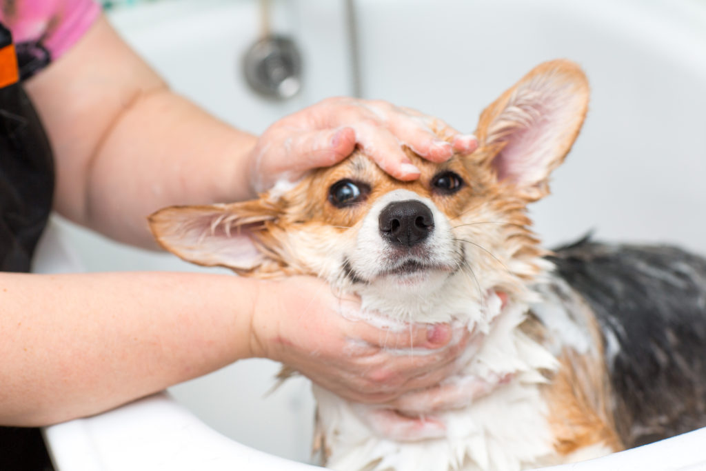 fear free dog grooming - dog getting bathed calmly