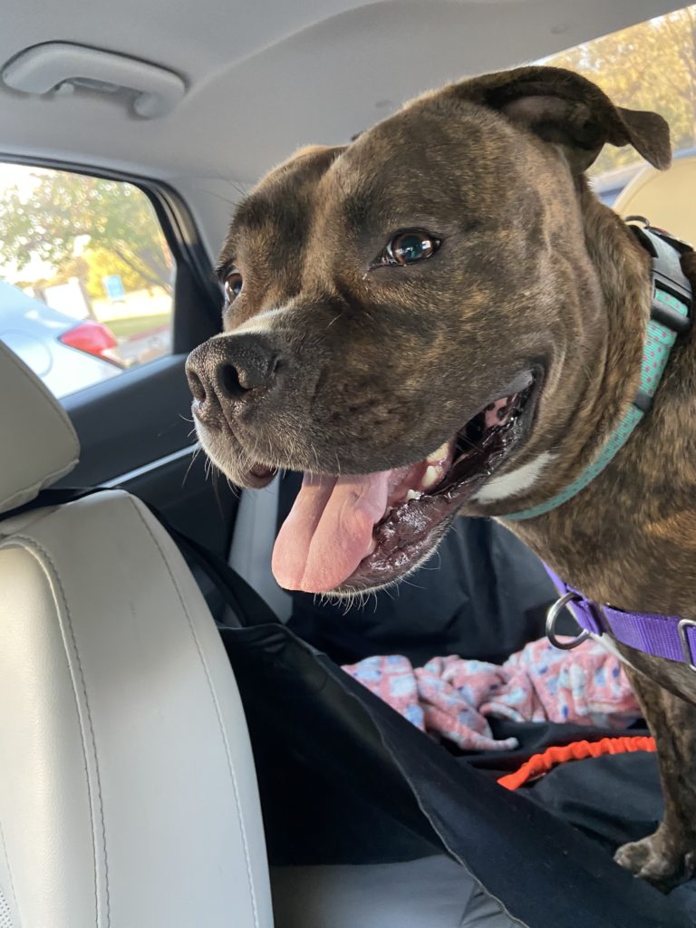 Martie: March Pal Of The Month - in the backseat of owner's car smiling