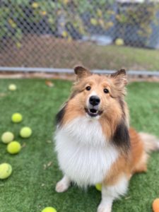 Maisie sitting in a field with tennis balls